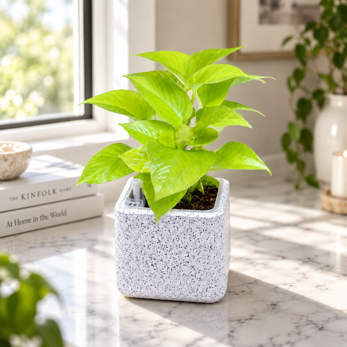 Golden Money Plant in Premium Rotomolded Planter