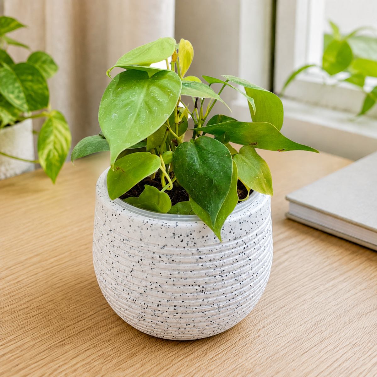 Golden Philodendron Plant in Premium Rotomolded Planter