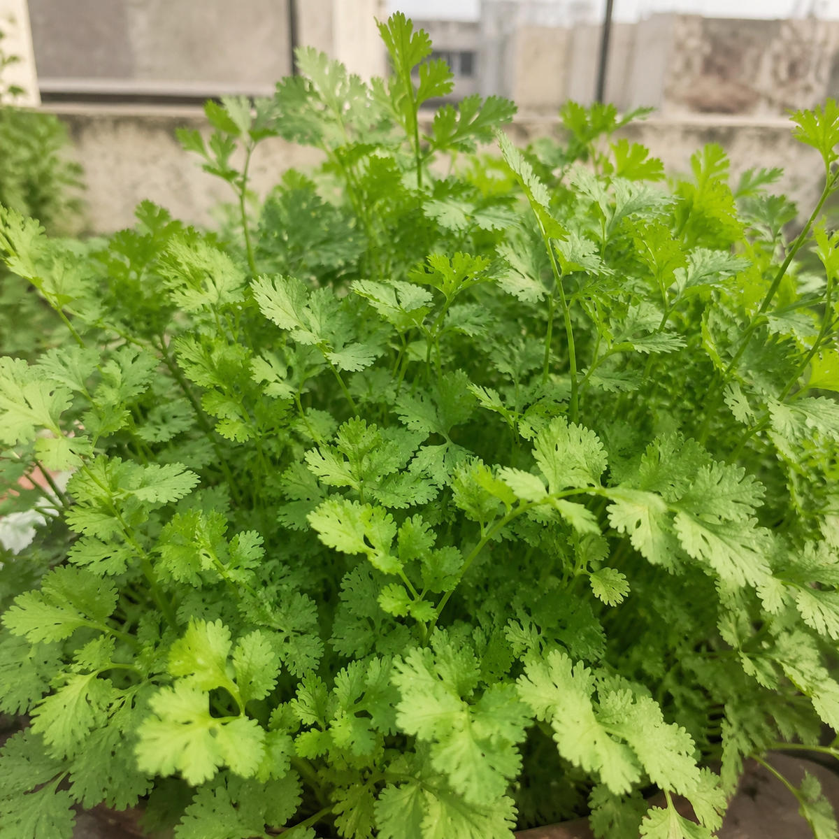 Green Aroma Dhaniya Seeds – Open-Pollinated Desi Big