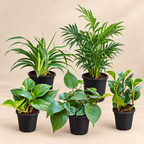 Green Every Corner Indoor Plant Set of 5