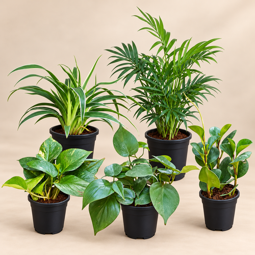 Green Every Corner Indoor Plant Set of 5