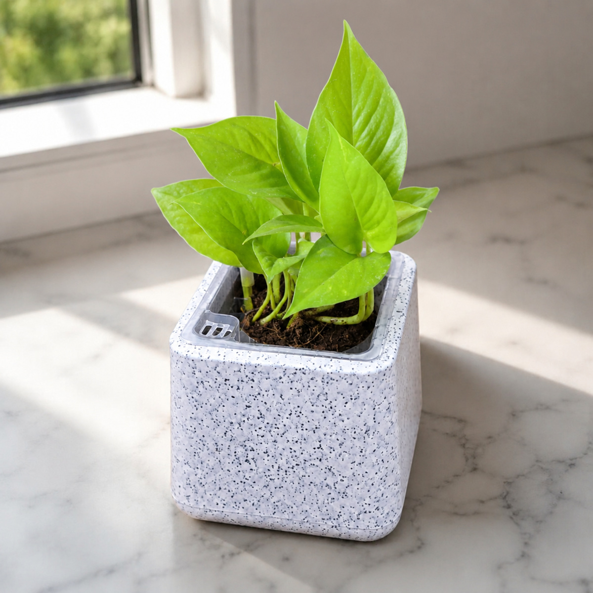 Green Money Plant in Premium Rotomolded Planter