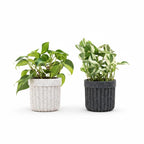 Greenvruksha set of two variegated indoor plants in textured white and black speckled ceramic pots