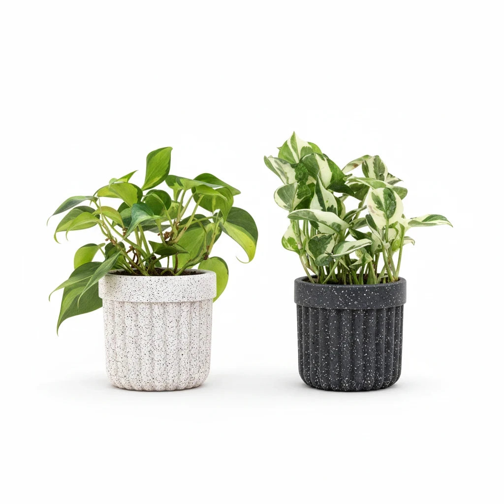 Greenvruksha set of two variegated indoor plants in textured white and black speckled ceramic pots