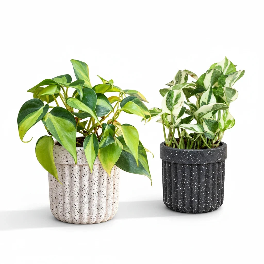 Greenvruksha The Variegated Edit indoor plant set featuring a Philodendron Brasil and Pothos in textured ribbed pots.