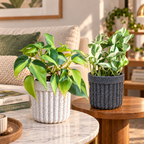 Greenvruksha set of two variegated indoor plants in textured white and dark grey ceramic pots on a marble table.