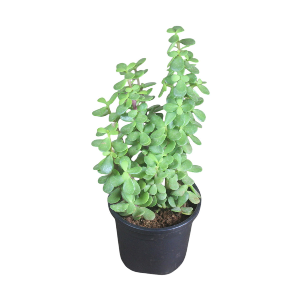 Jade Plant
