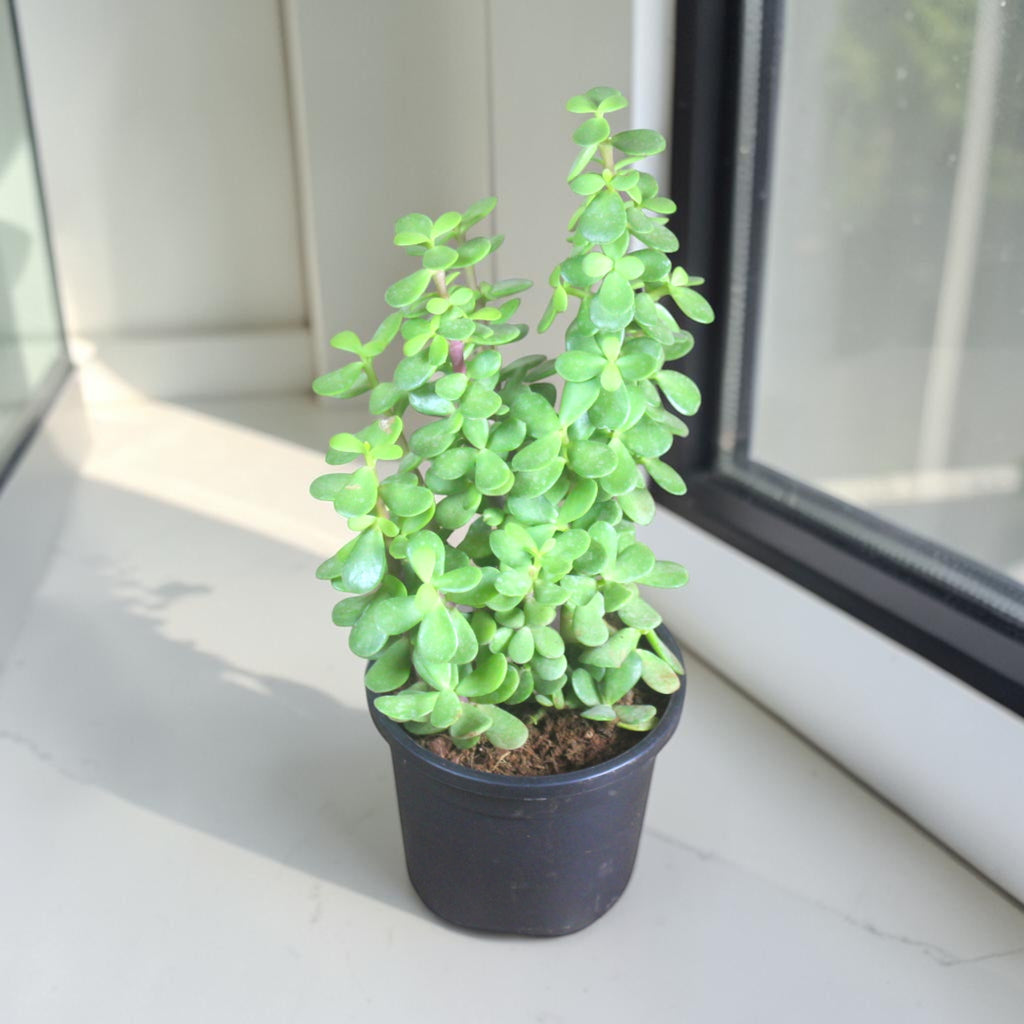 Jade Plant