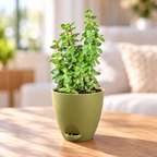 Jade Plant