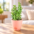 Jade Plant
