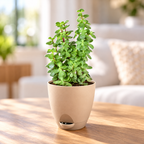 Jade Plant