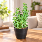 Jade Plant