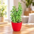 Jade Plant