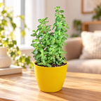 Jade Plant