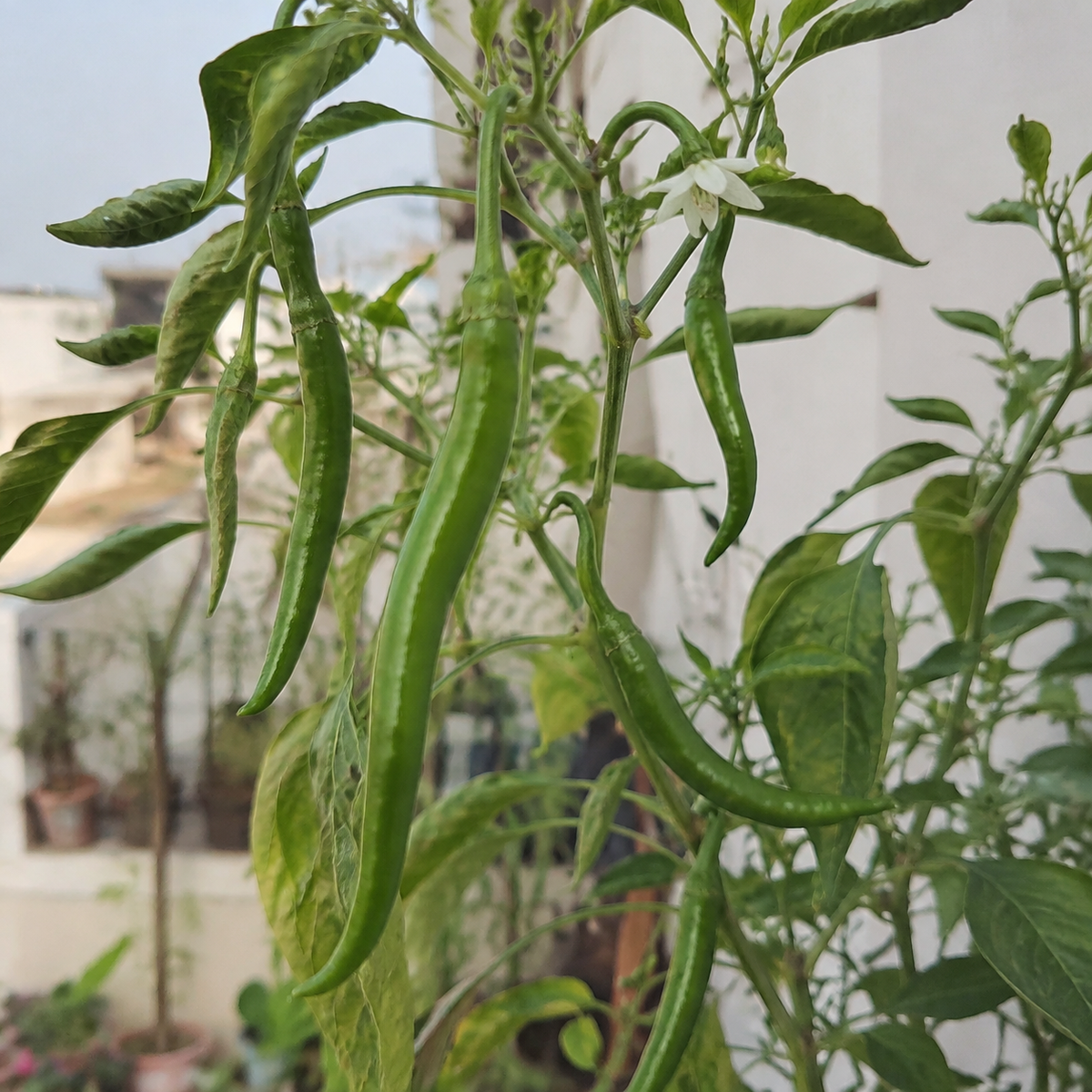 Jwala Chilli Seeds – Open-Pollinated Desi