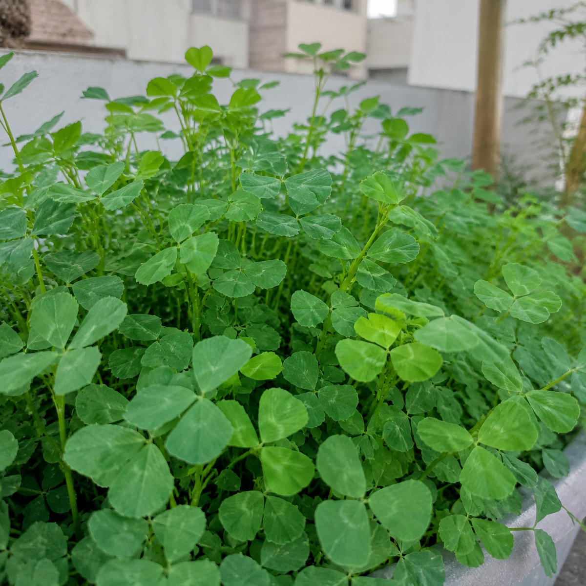 Kasturi Methi Seeds – Open-Pollinated Desi Big