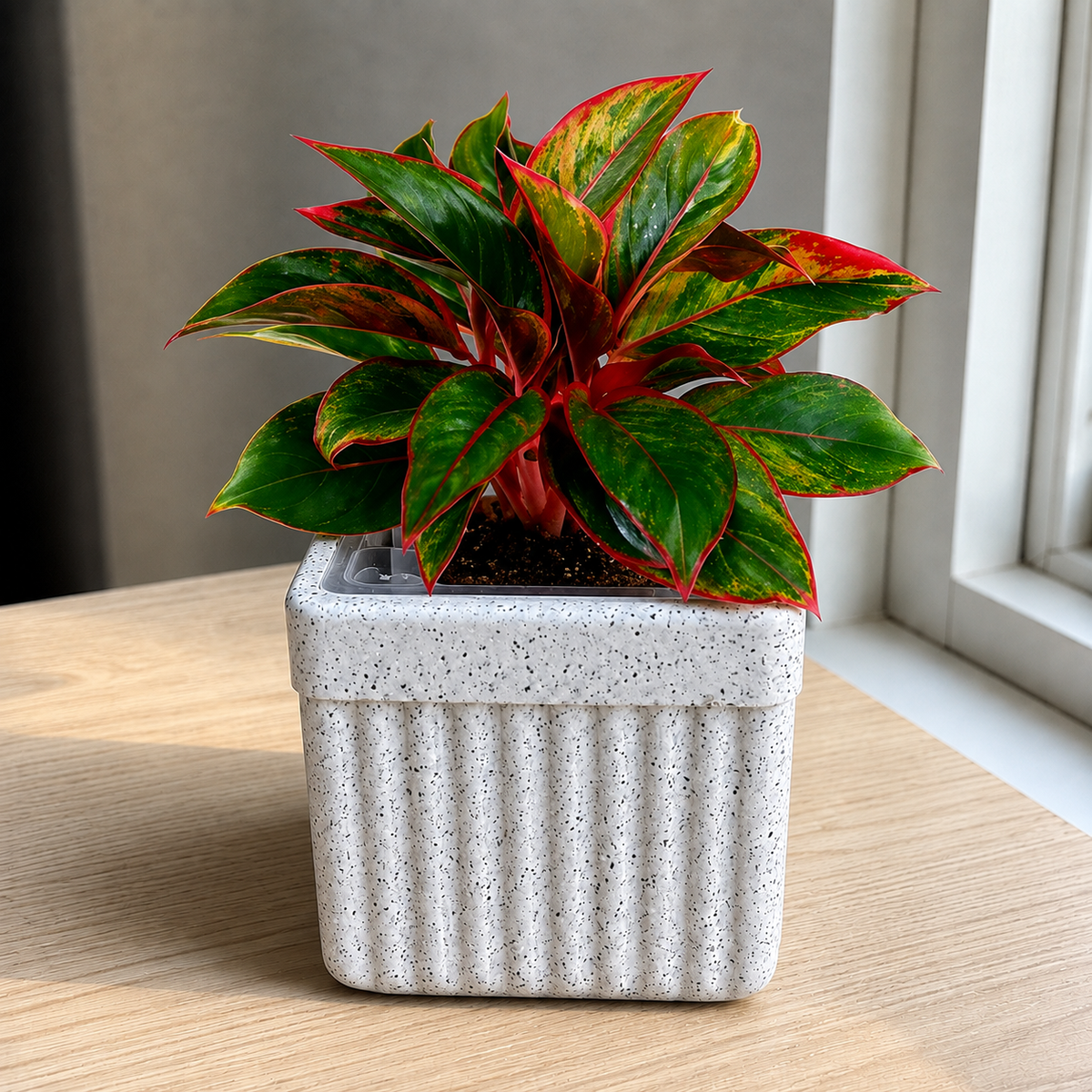 Lipstick Aglaonema Plant in Premium Rotomolded Planter