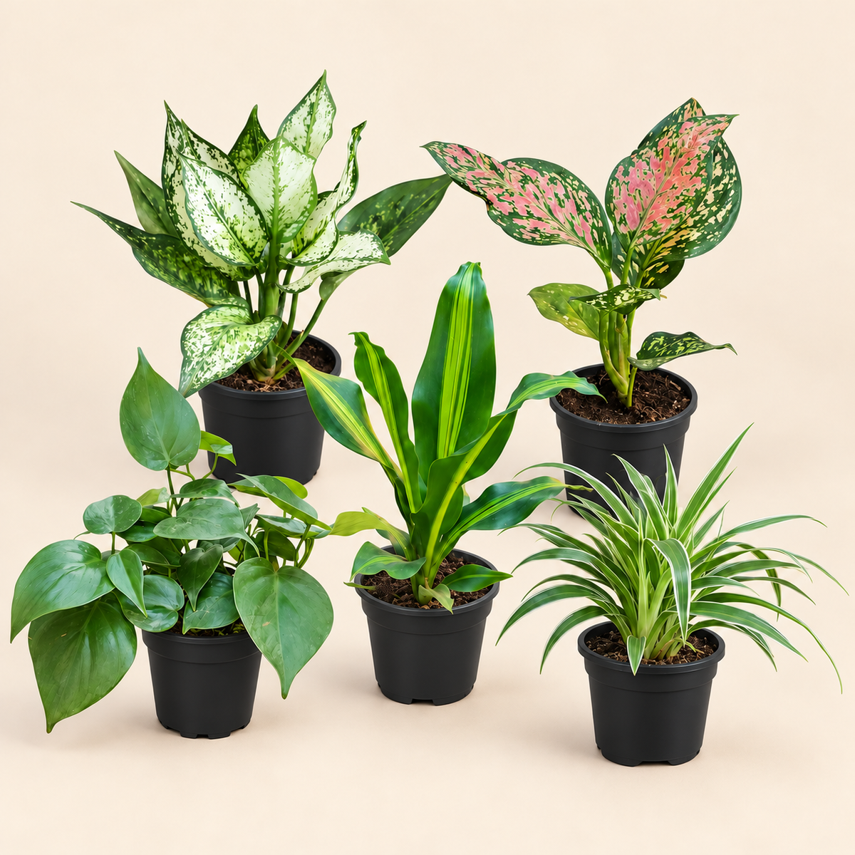 Living Room Indoor Plant Set of 5