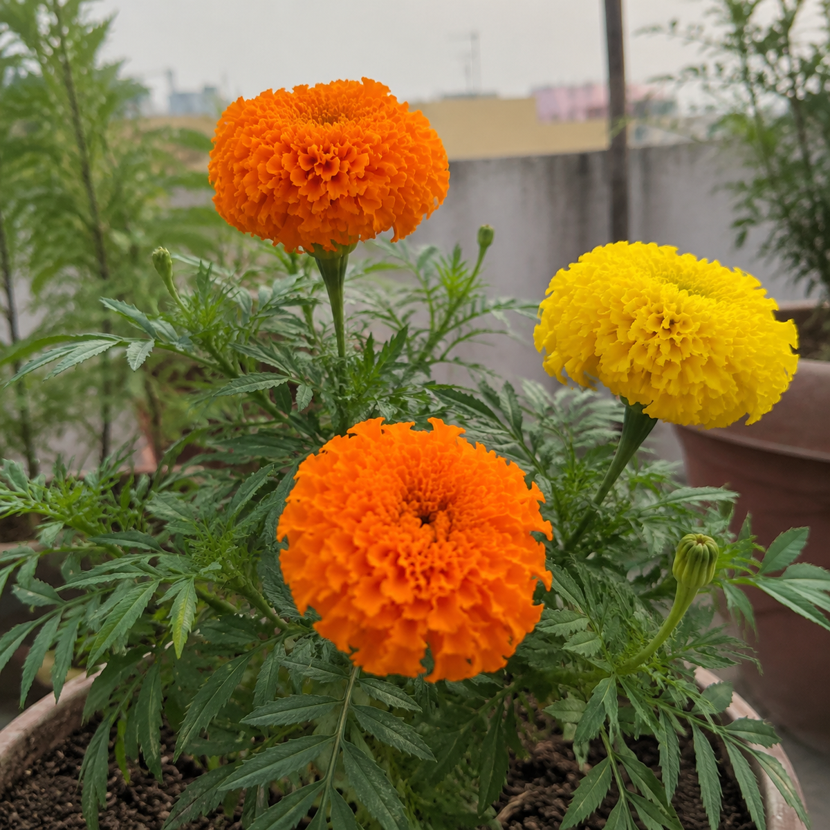 Marigold Mixed Colour Seeds – Open-Pollinated Desi Flower