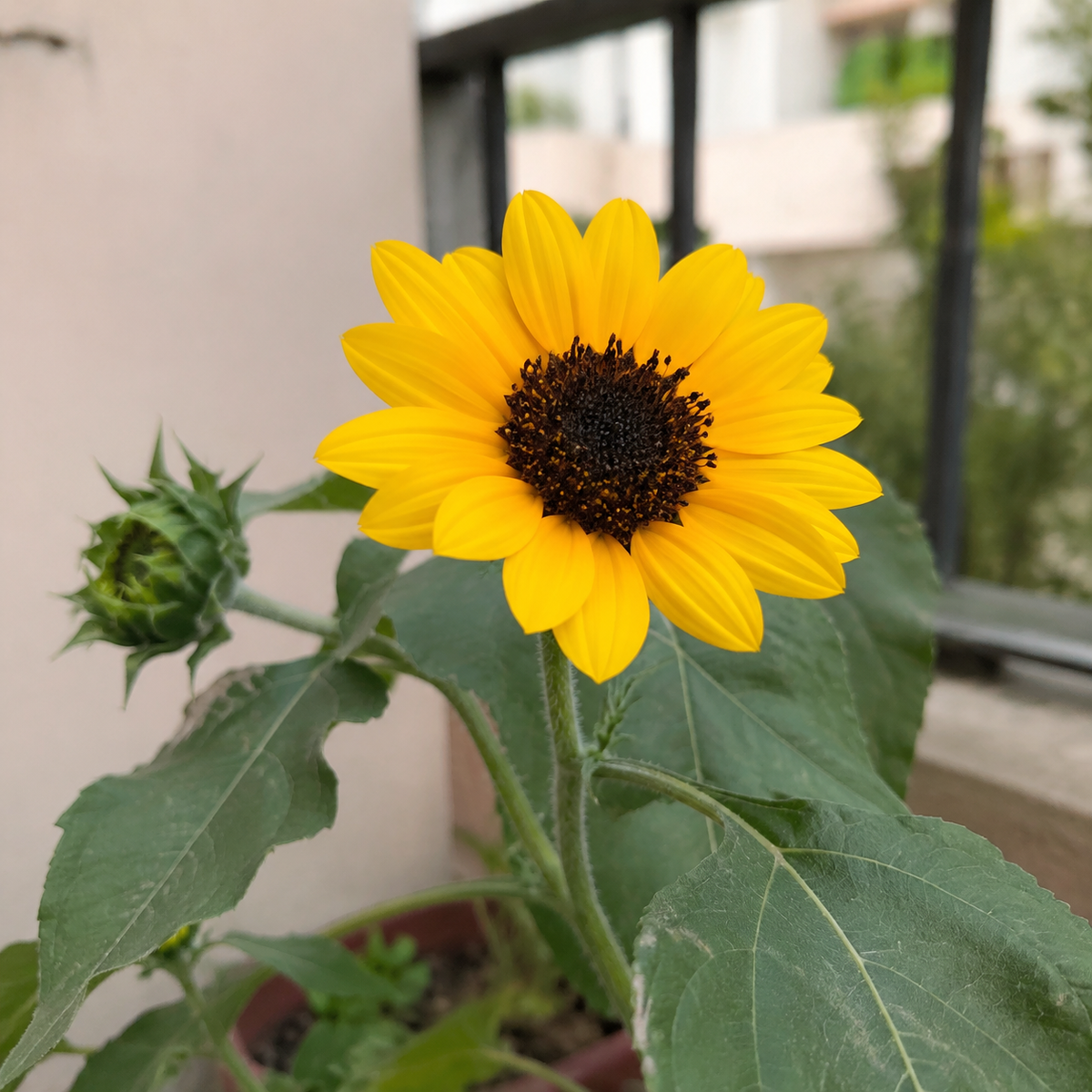 Miniature Sunflower Seeds – Open-Pollinated Desi Flower