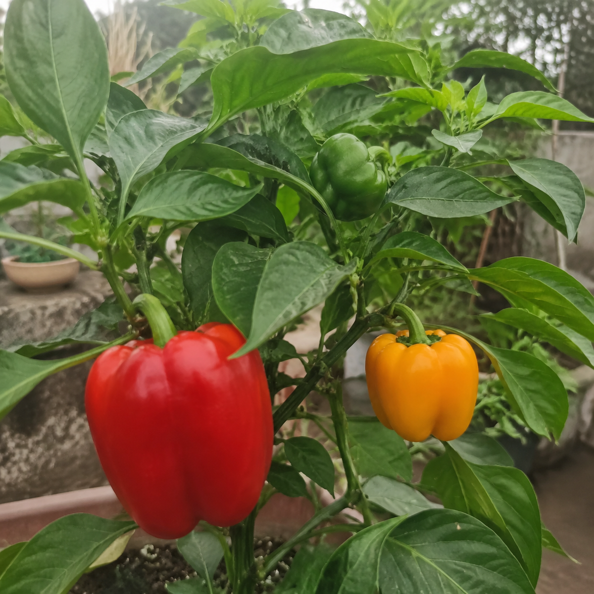 Misticanza Multicolour Capsicum Seeds – Hybrid