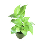 Money Plant (Golden)