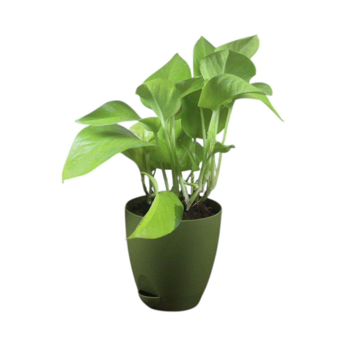 Money Plant (Golden)