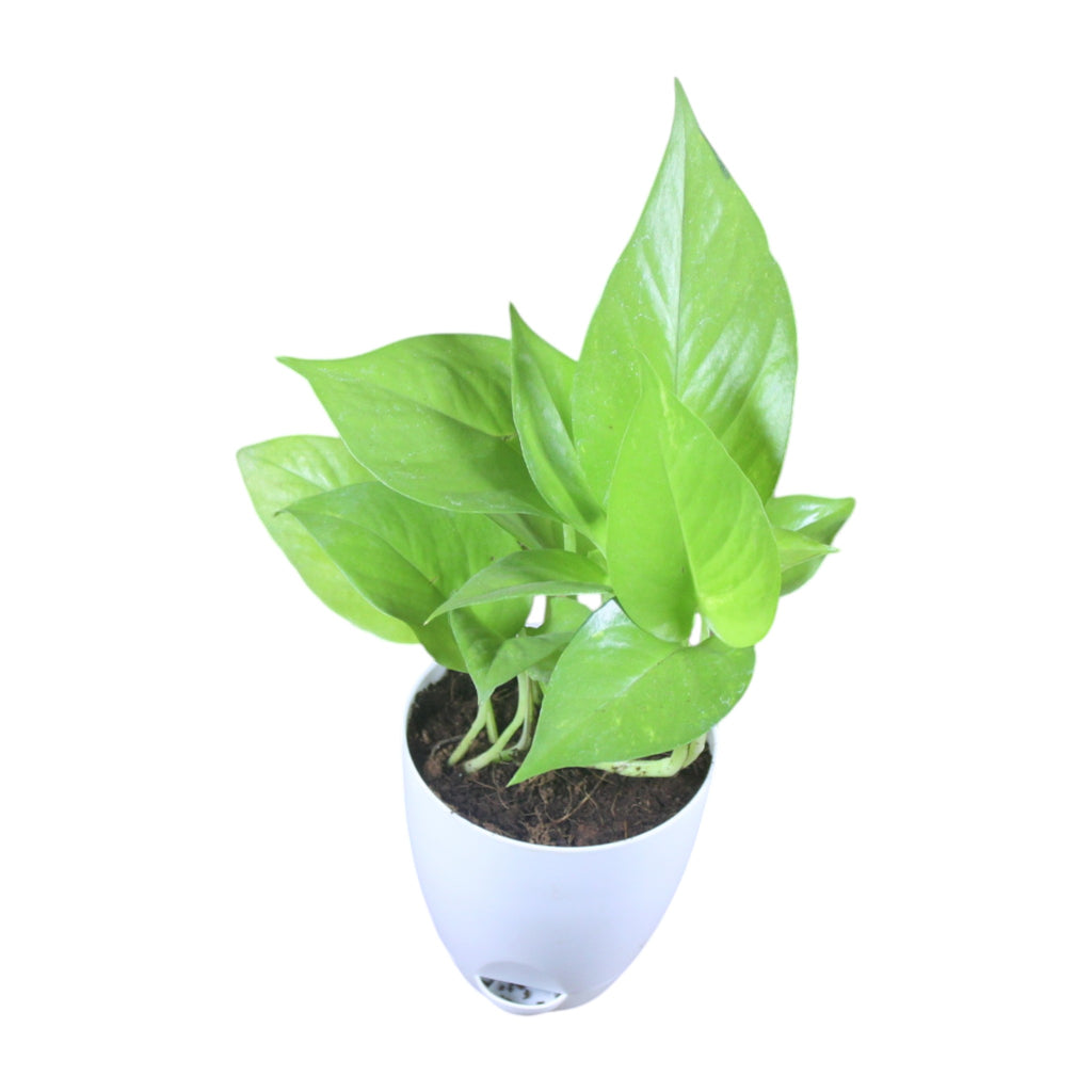 Money Plant (Golden)