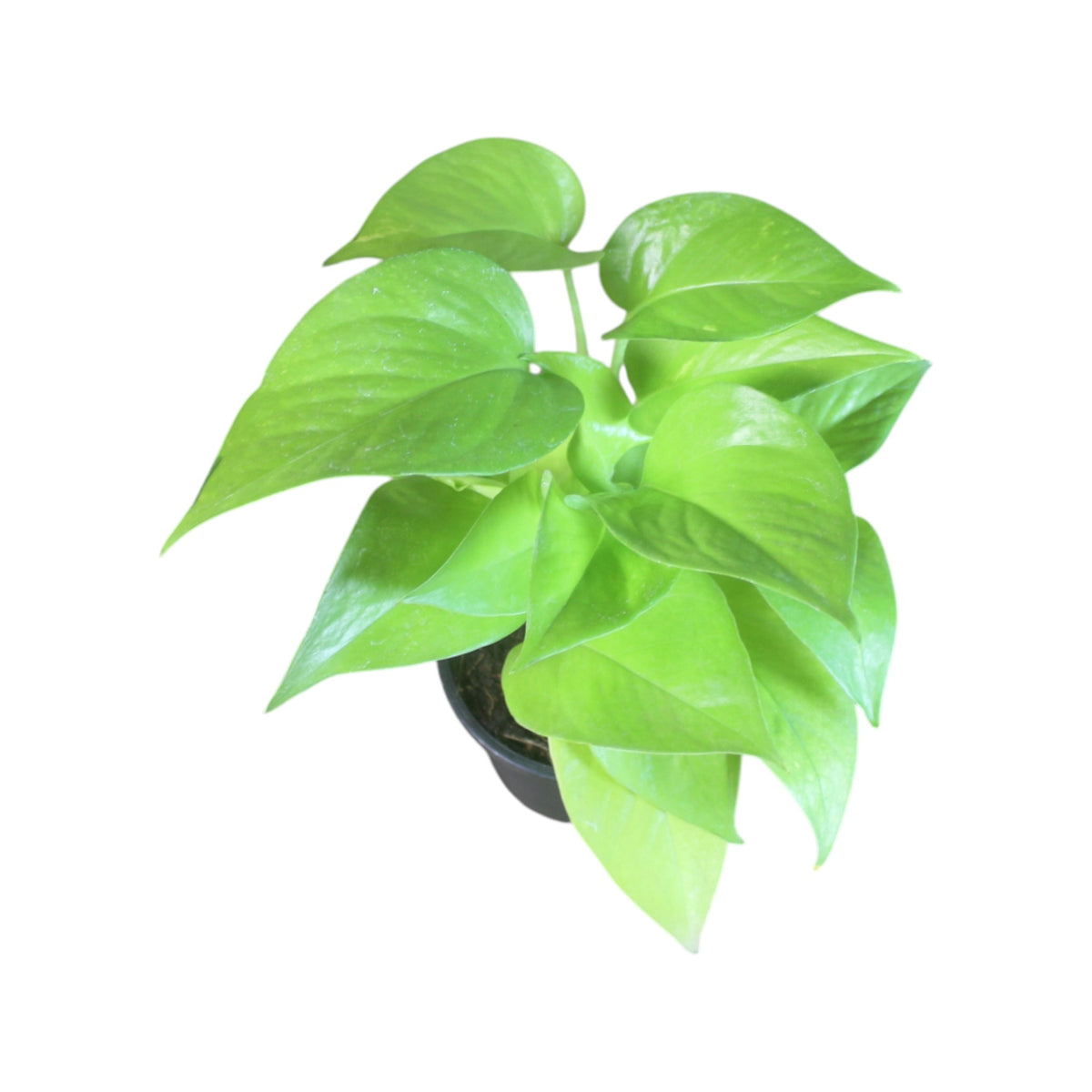 Money Plant (Golden)