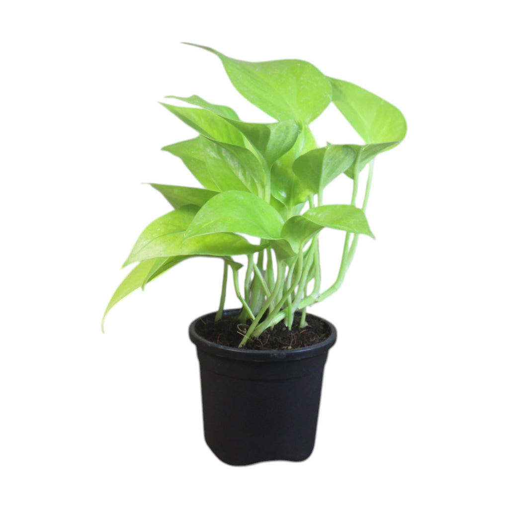 Money Plant (Golden)