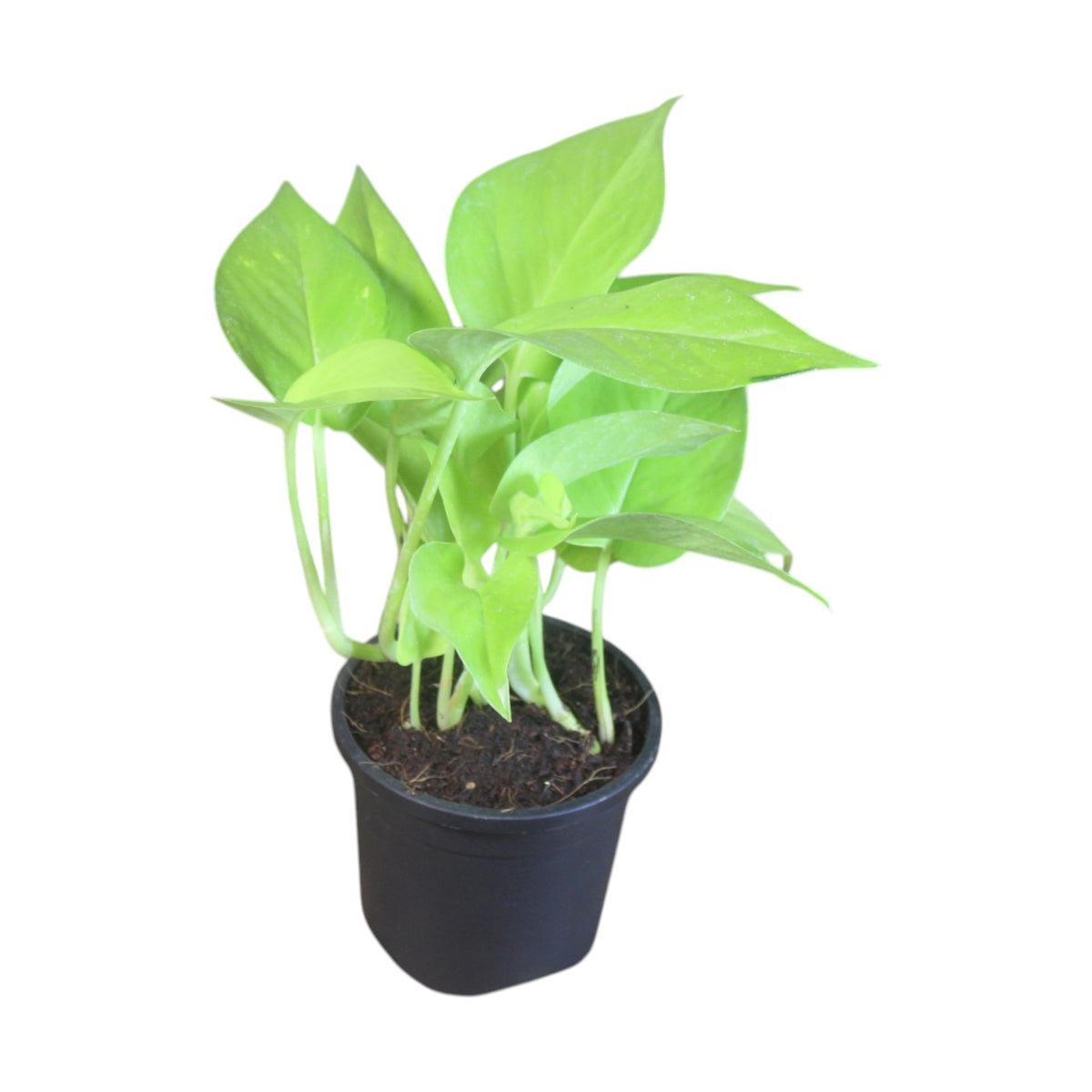 Money Plant (Golden)