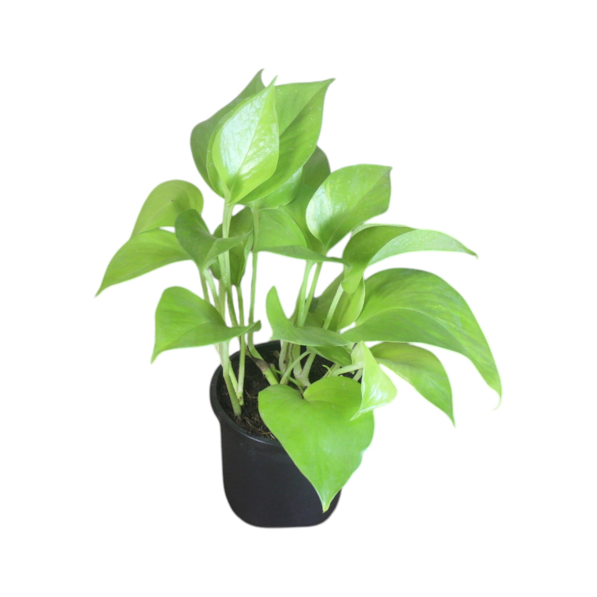 Money Plant (Golden)