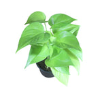 Money Plant (Golden)