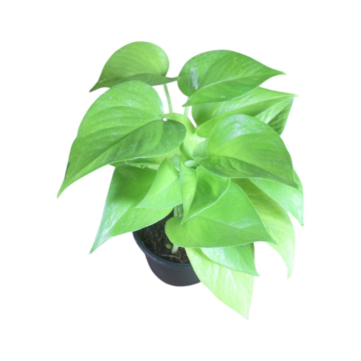 Money Plant (Golden)