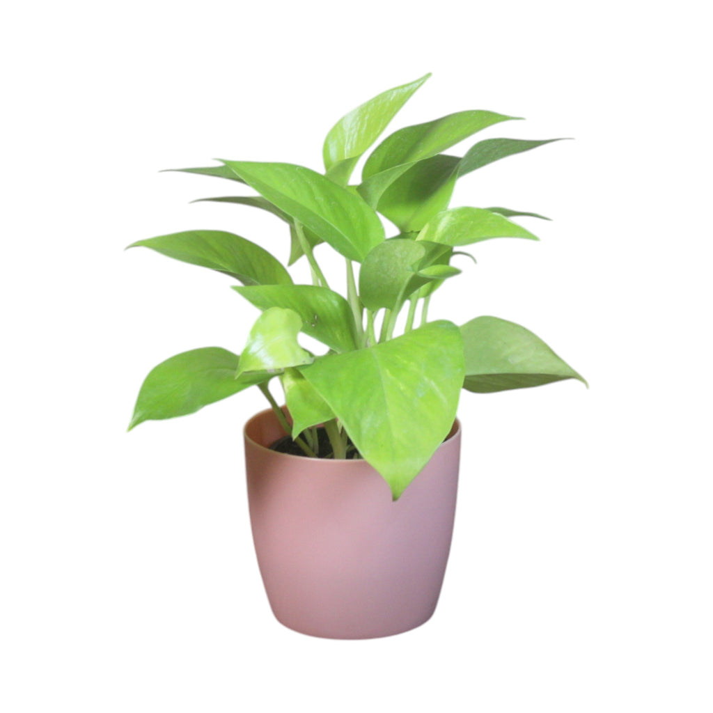 Money Plant (Golden)