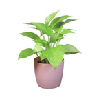 Money Plant (Golden)