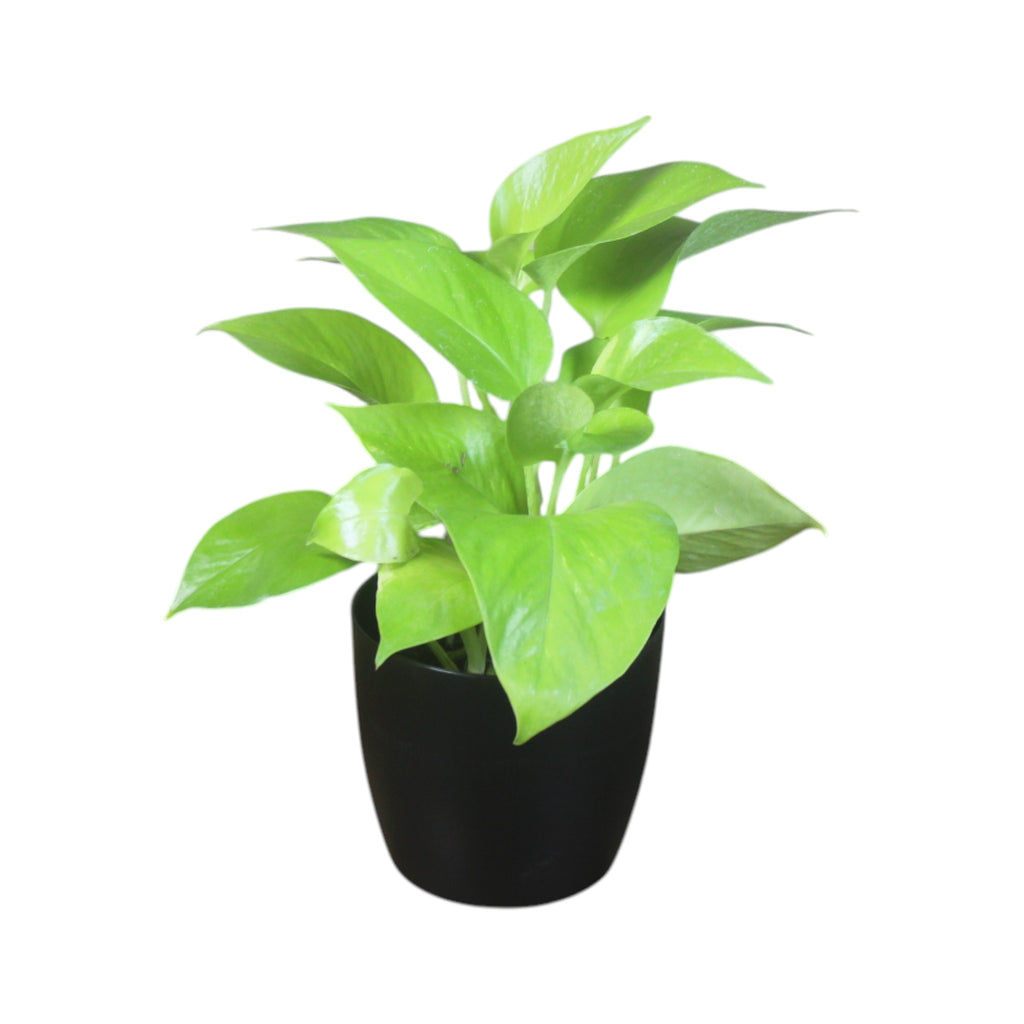 Money Plant (Golden)