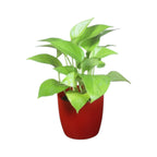 Money Plant (Golden)