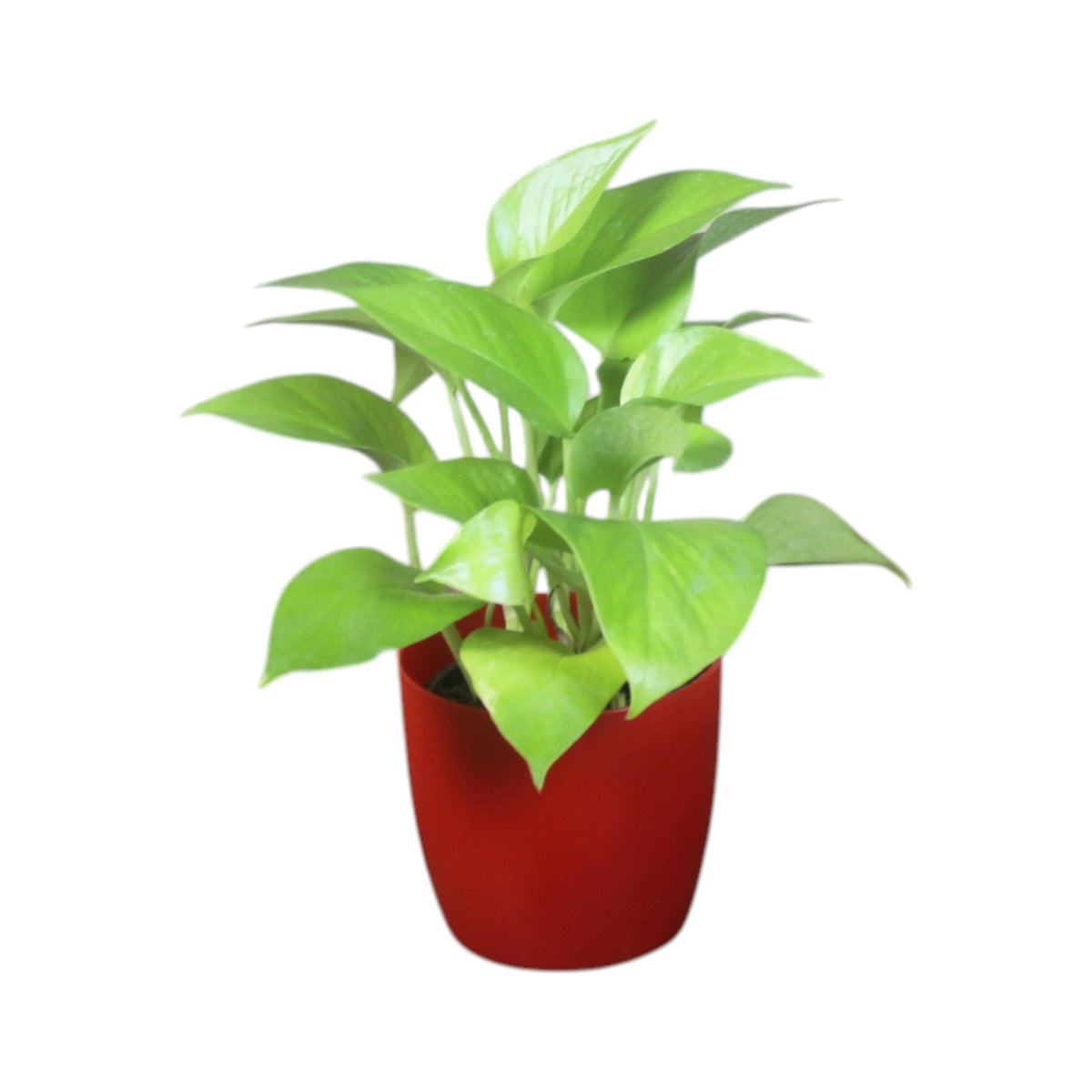 Money Plant (Golden)