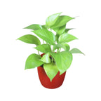Money Plant (Golden)