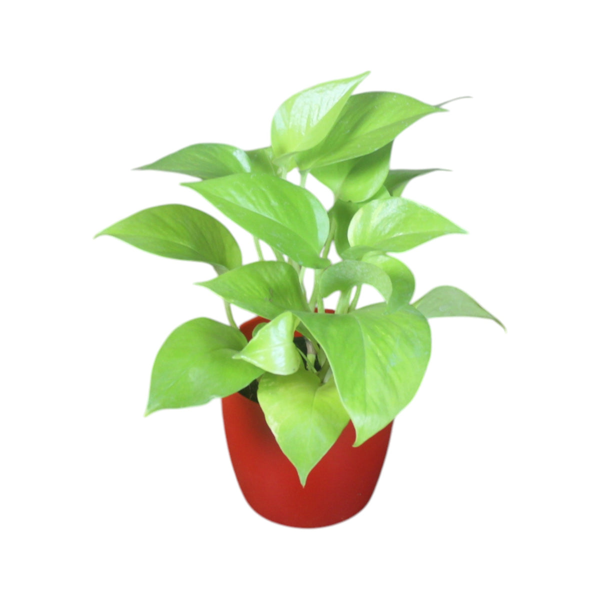 Money Plant (Golden)