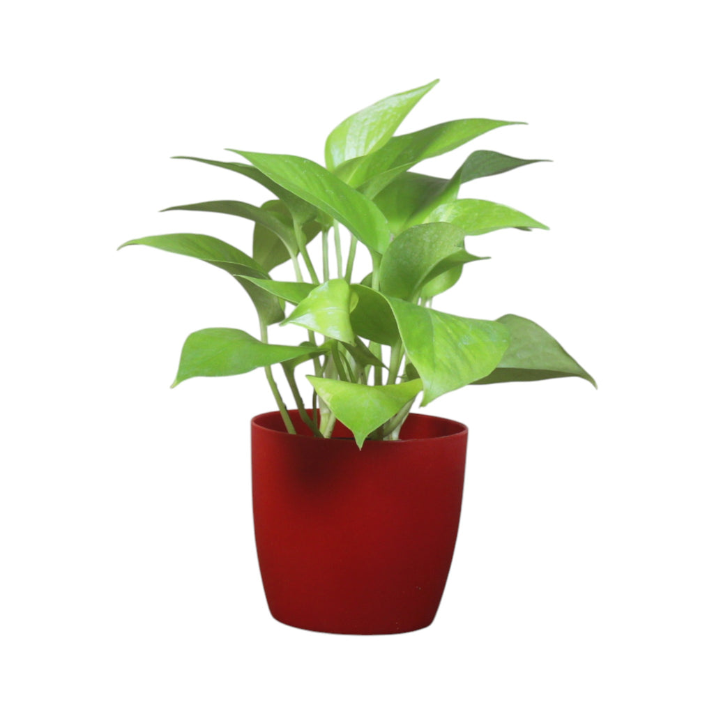 Money Plant (Golden)