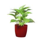 Money Plant (Golden)