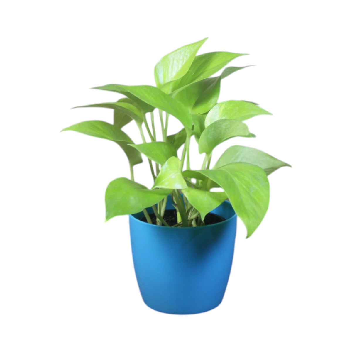 Money Plant (Golden)