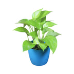 Money Plant (Golden)