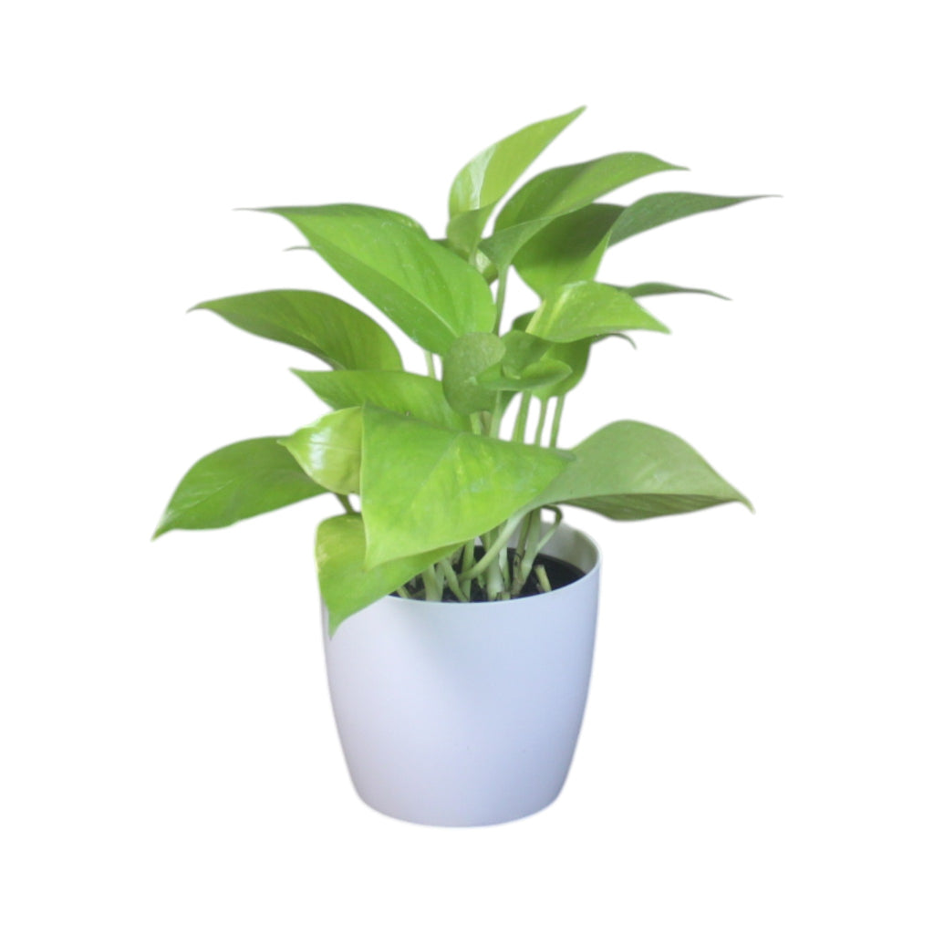Money Plant (Golden)