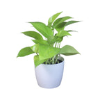 Money Plant (Golden)