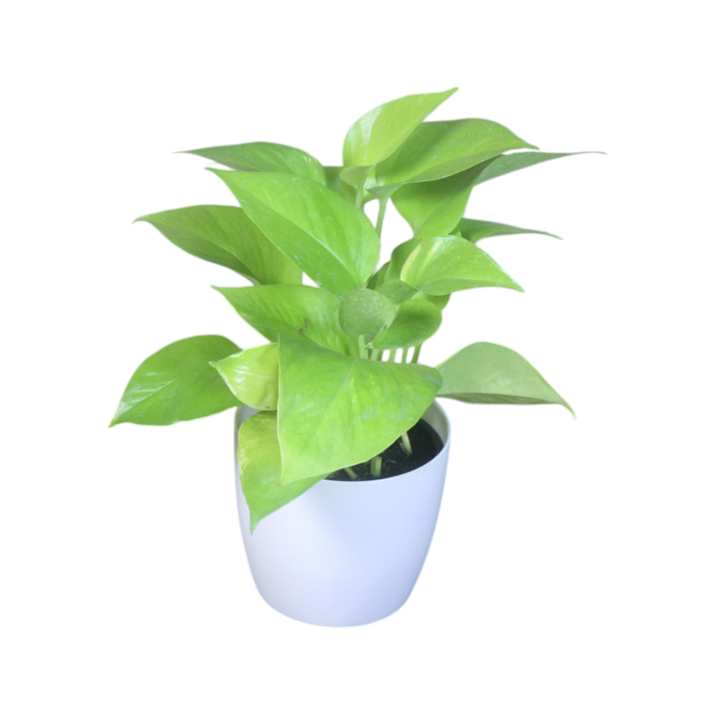 Money Plant (Golden)