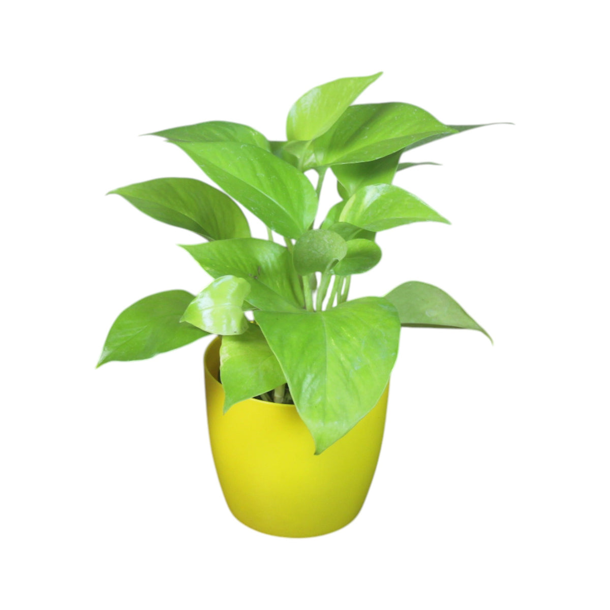 Money Plant (Golden)