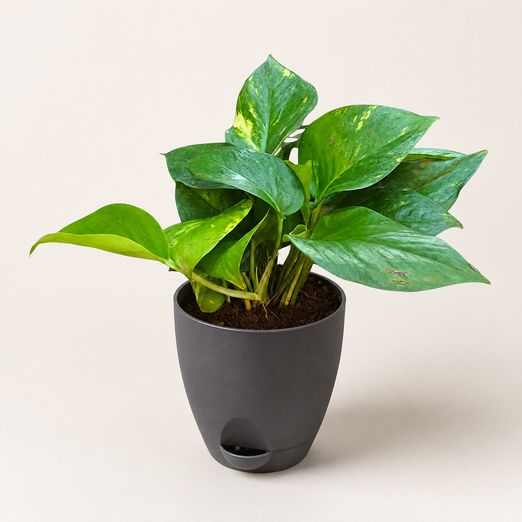 Money Plant (Green)